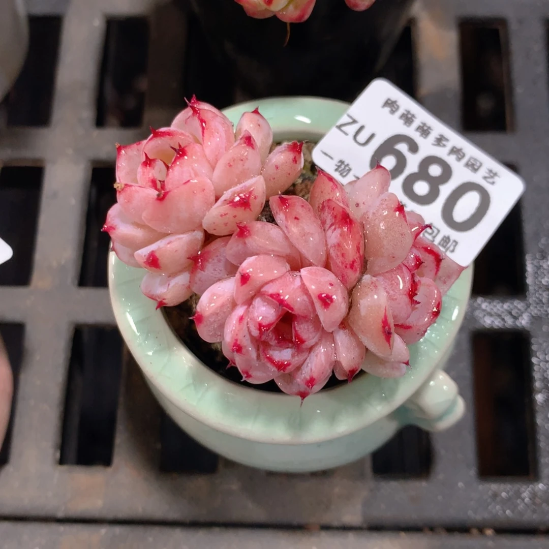 5CM拇指盆精控多肉ZU680