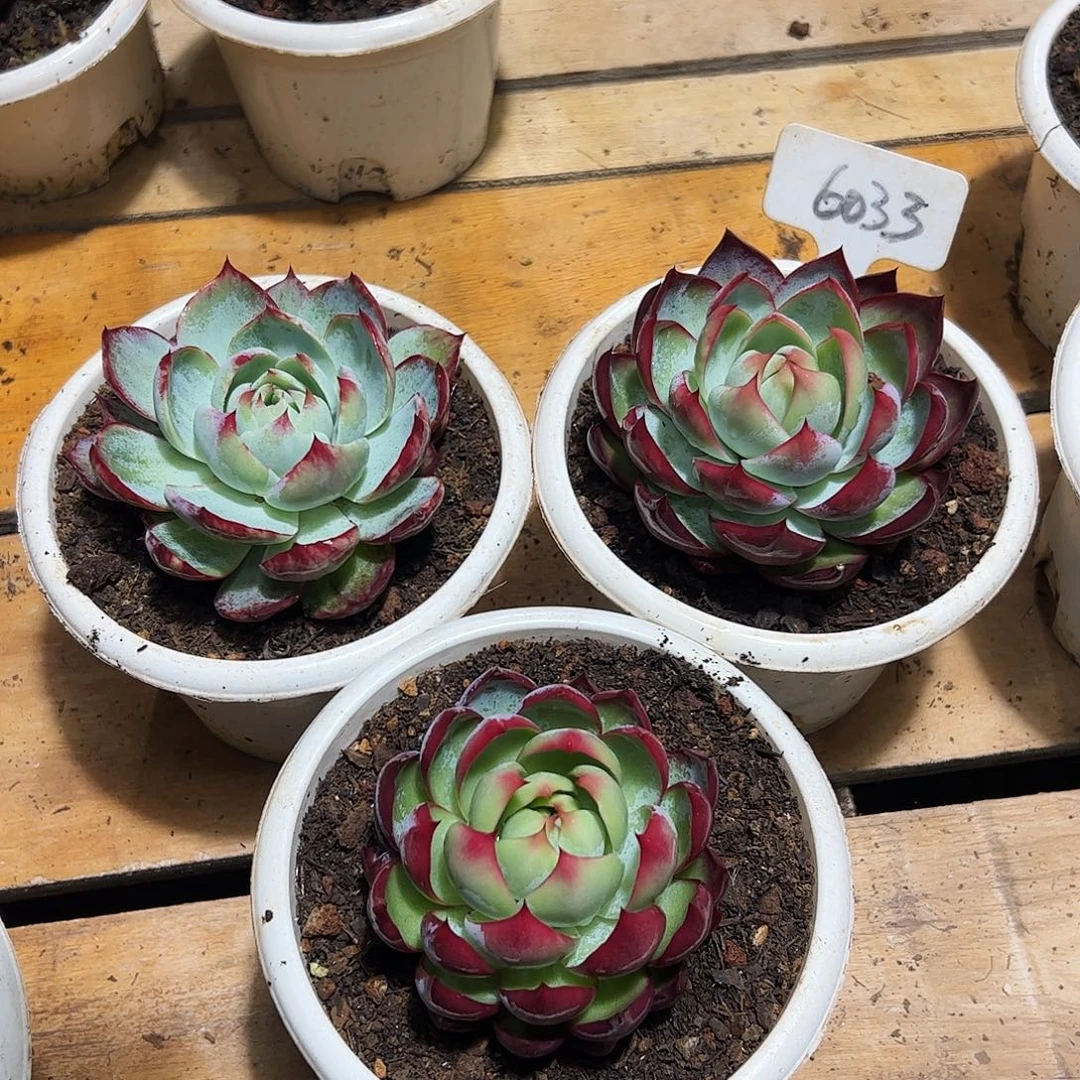 惊鸿仙子8公分左右三颗6033号