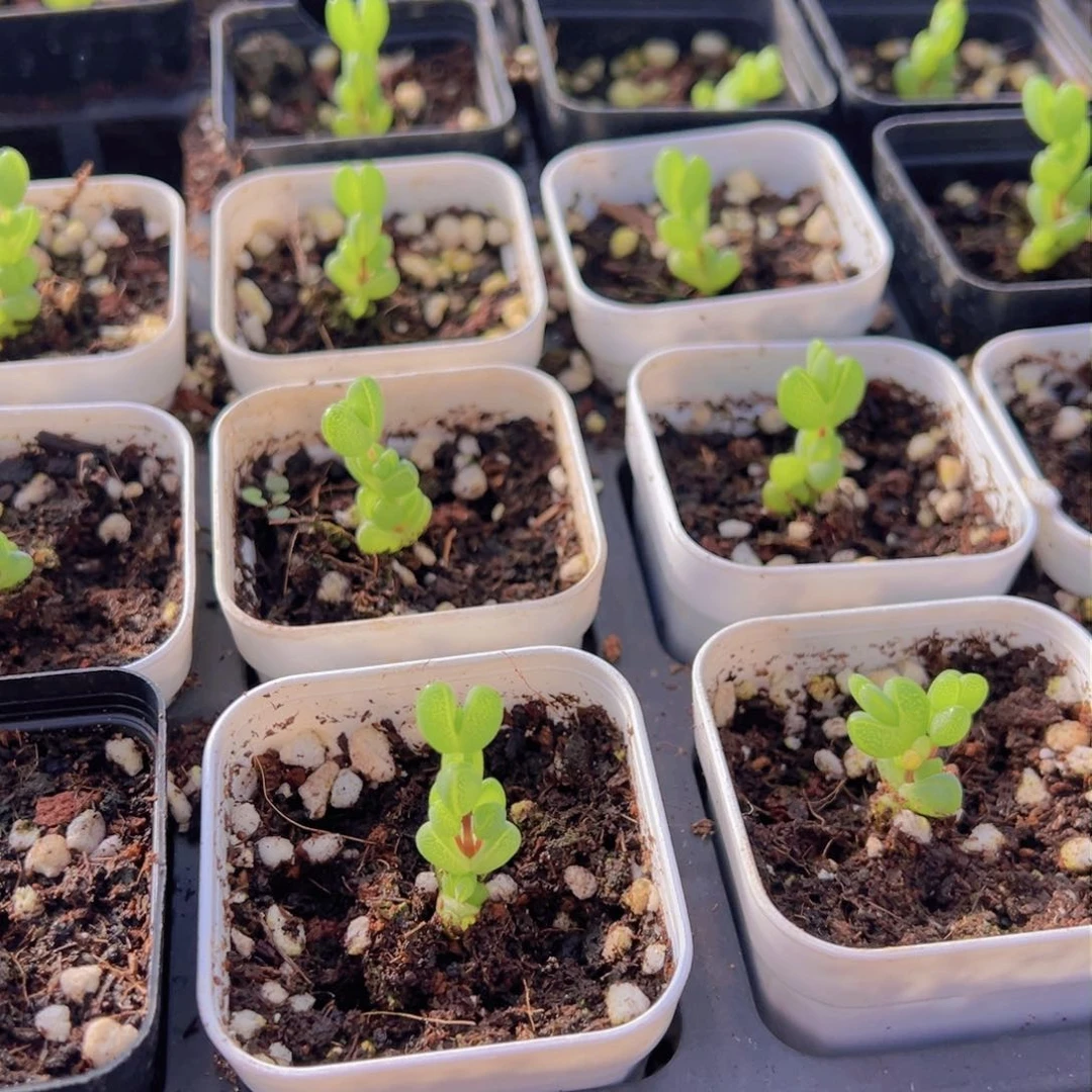 元宝枝干精品55杯