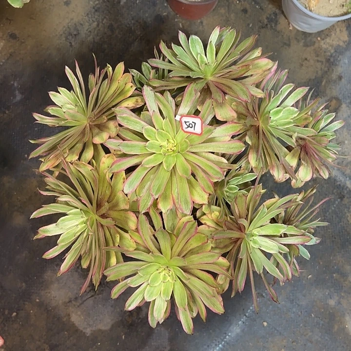黄花梨多肉植物507
