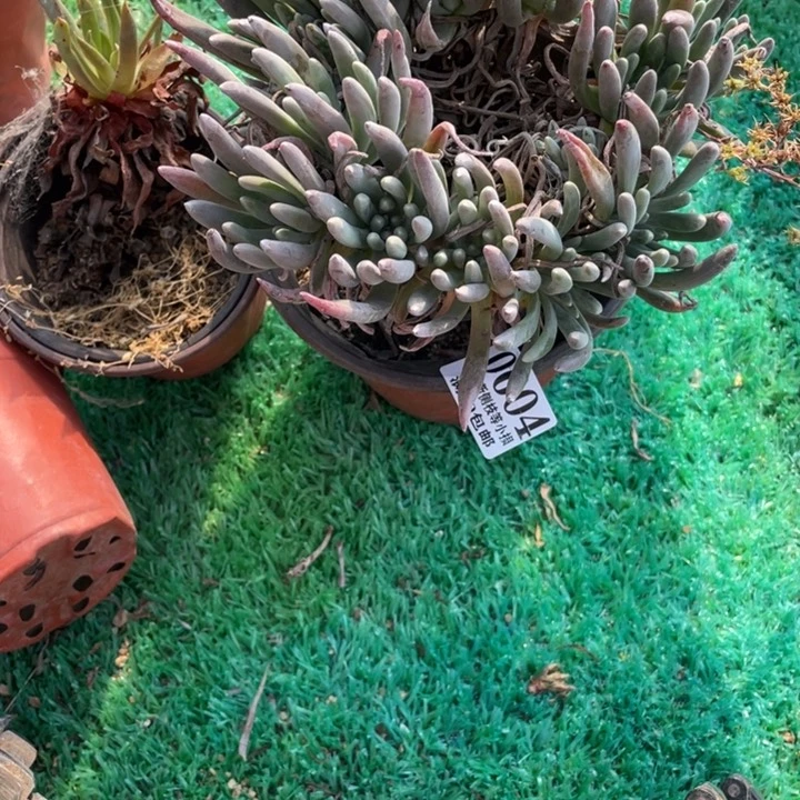 604号银光闪多肉植物
