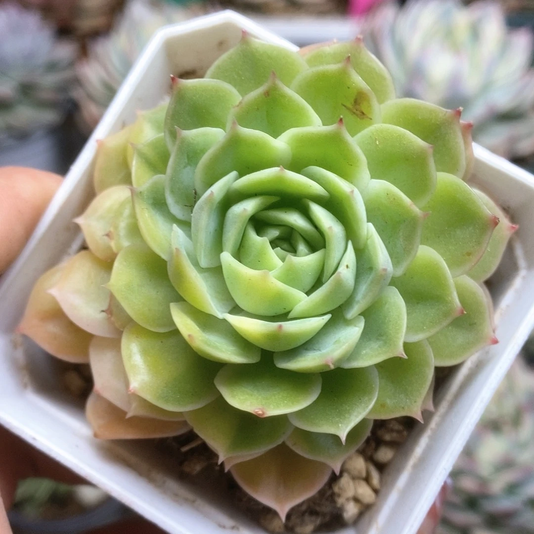 001锦锦锦锦锦锦锦