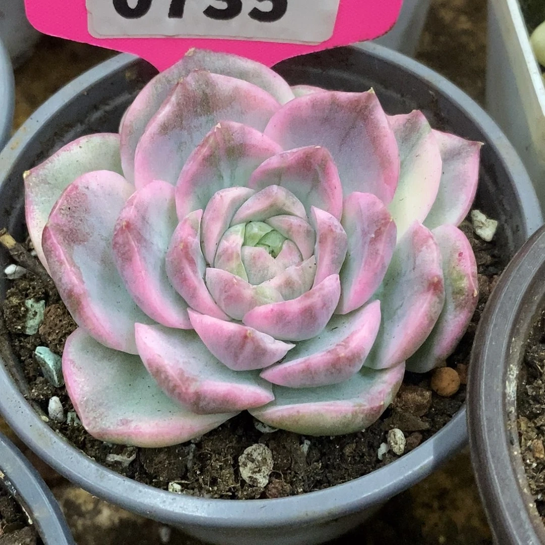 红心头盖哈哈哈哈哈哈哈