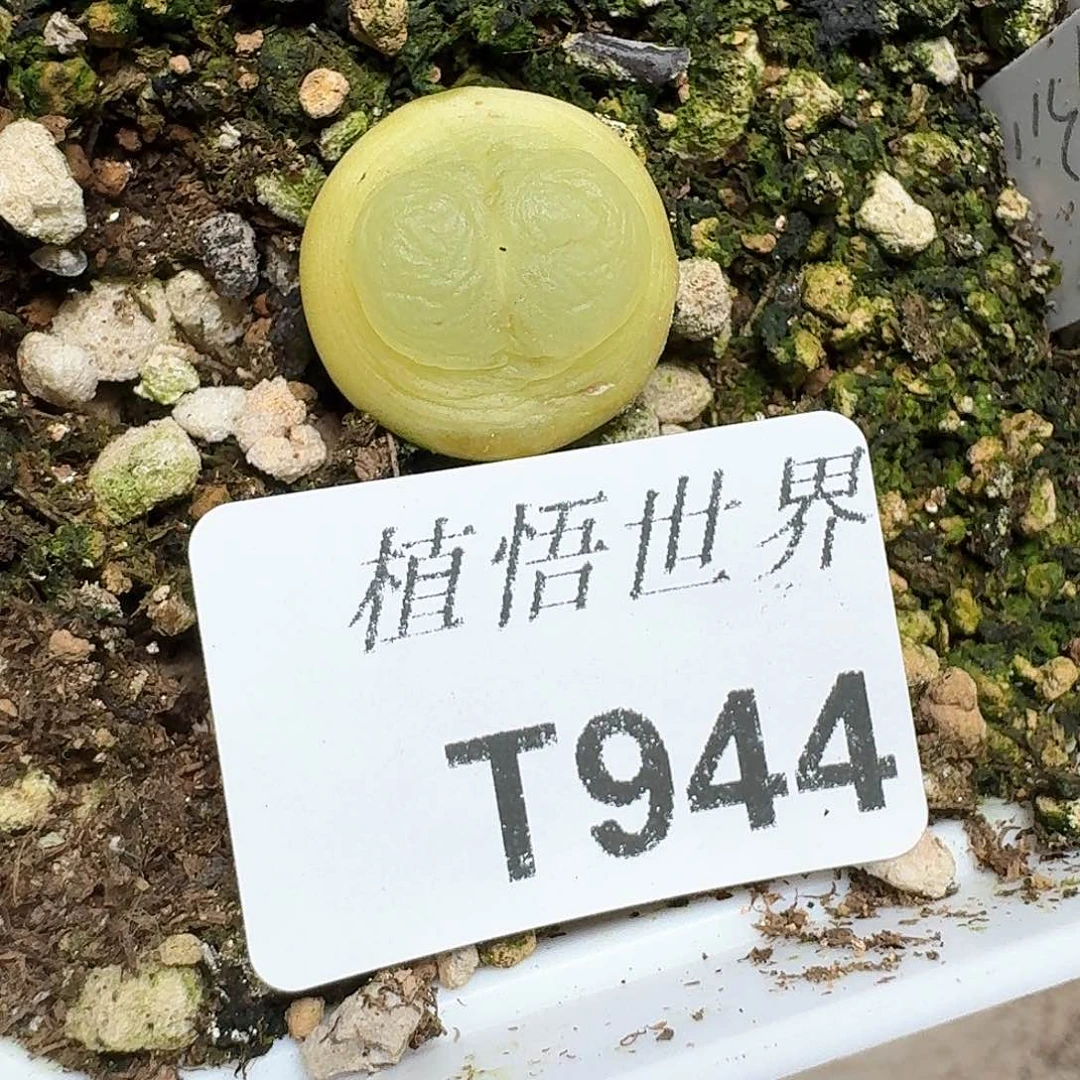 944号多肉植物哇c g