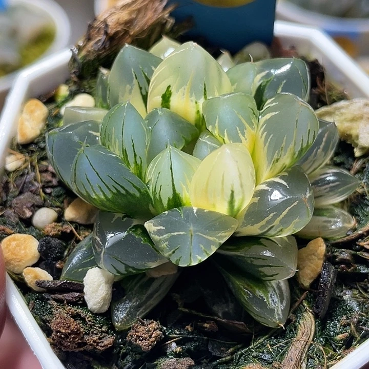 651北极之光锦亚成猪