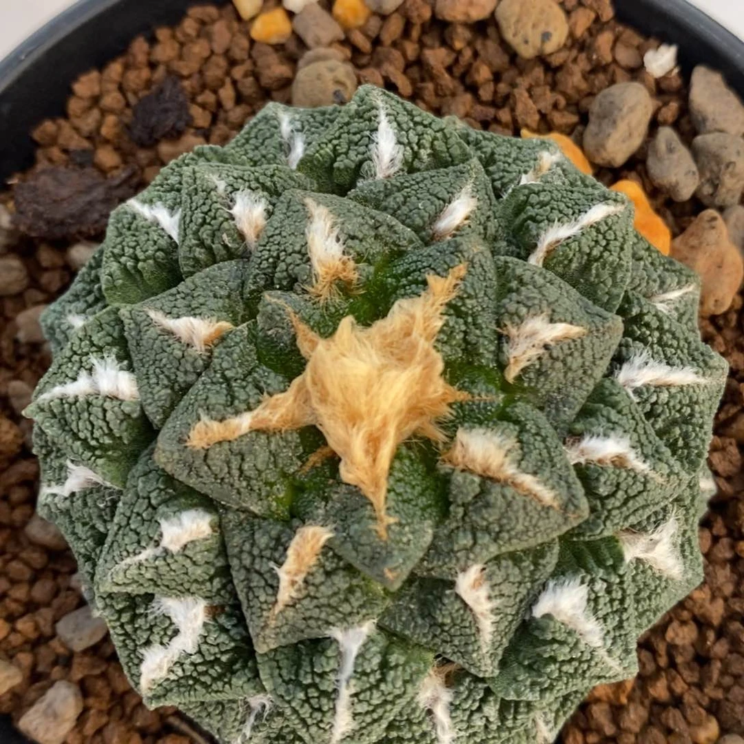 自根黑连龟馒头型