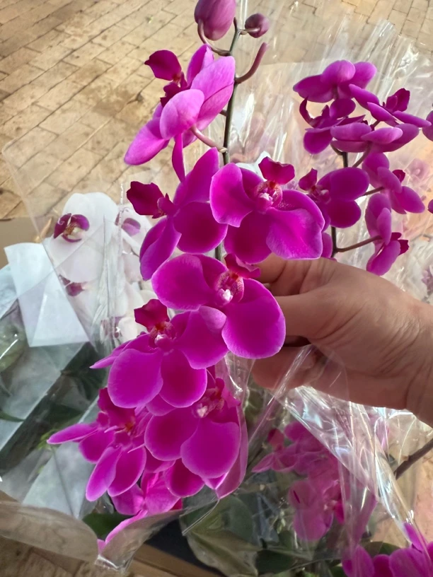 蝴蝶兰随机两支花苗盆栽植物室内景观花卉