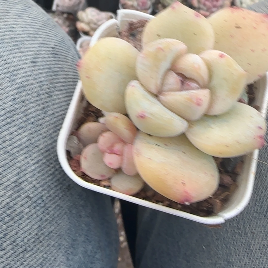 多肉小卡拉米糖心一物一拍