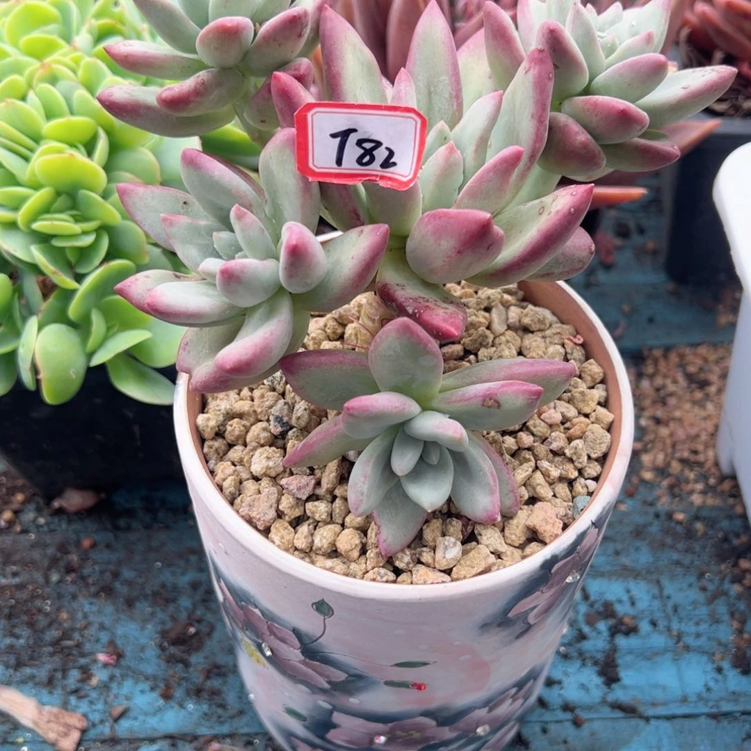 精品多肉植物T82