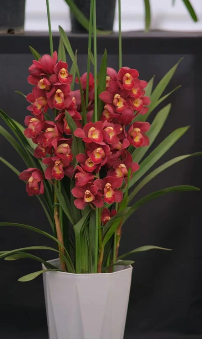 年宵花【大红袍】7支剑大花蕙兰高端名贵兰花盆栽南北方好养