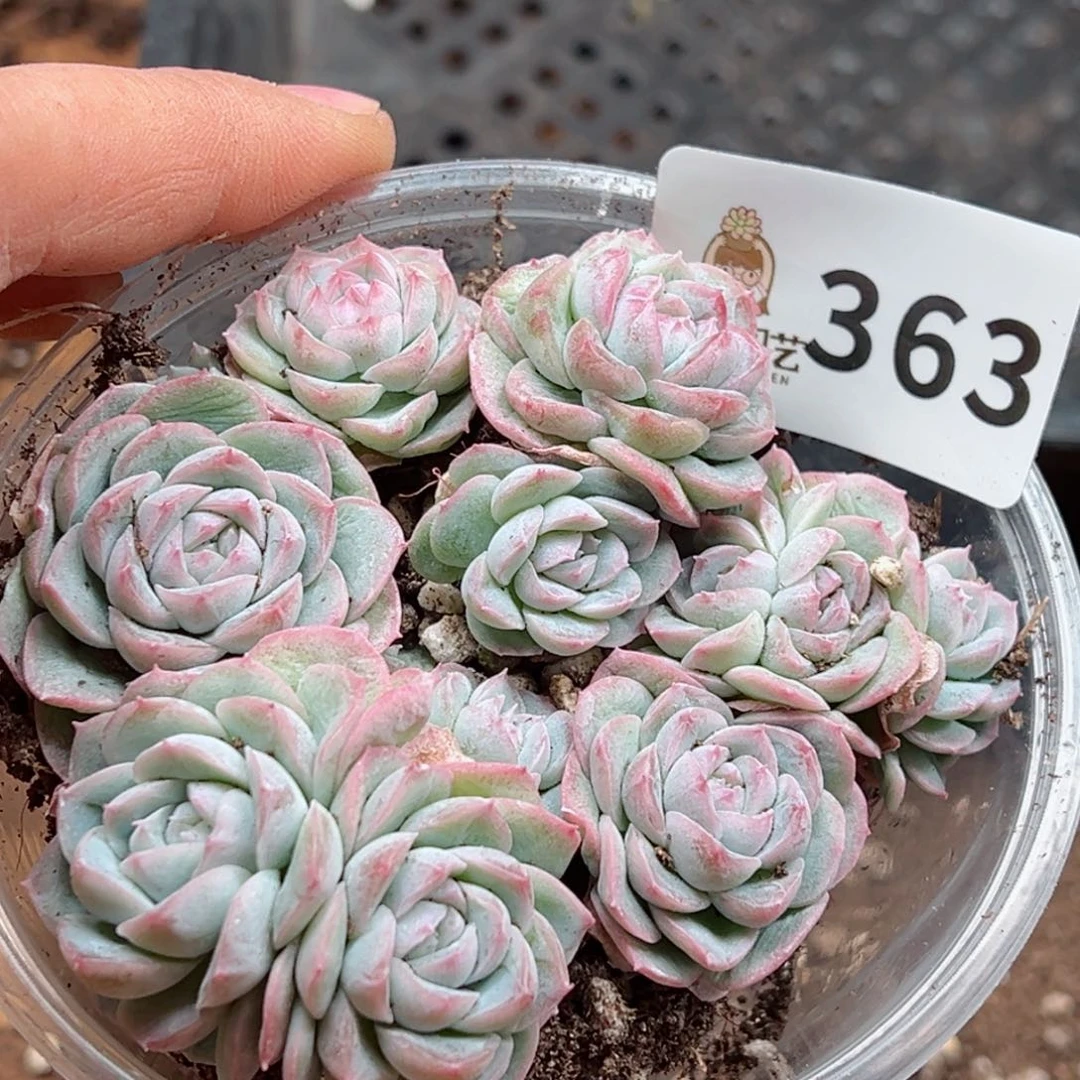 多肉植物多肉植物