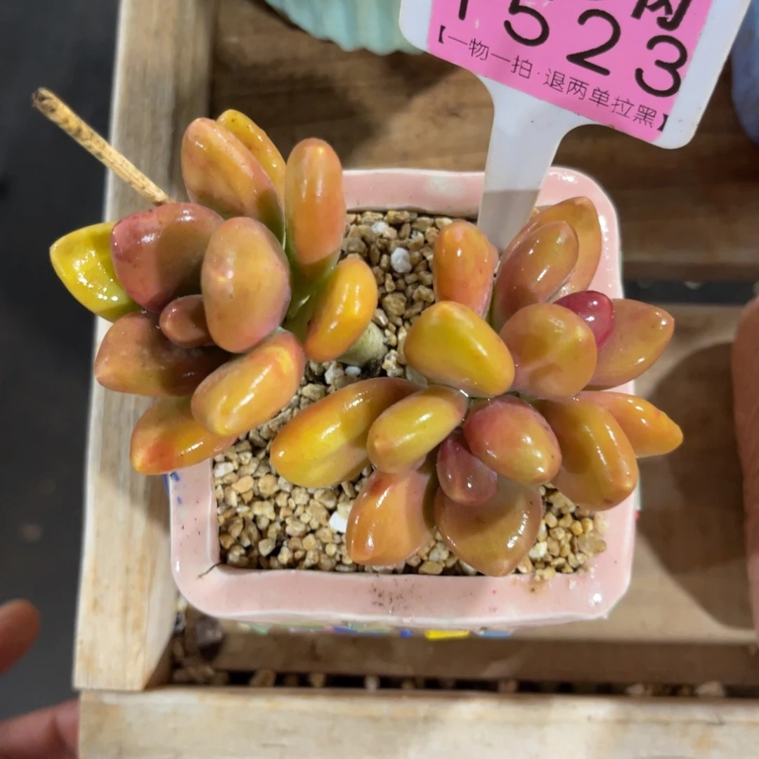 云尘多肉一物一拍不含盆1523