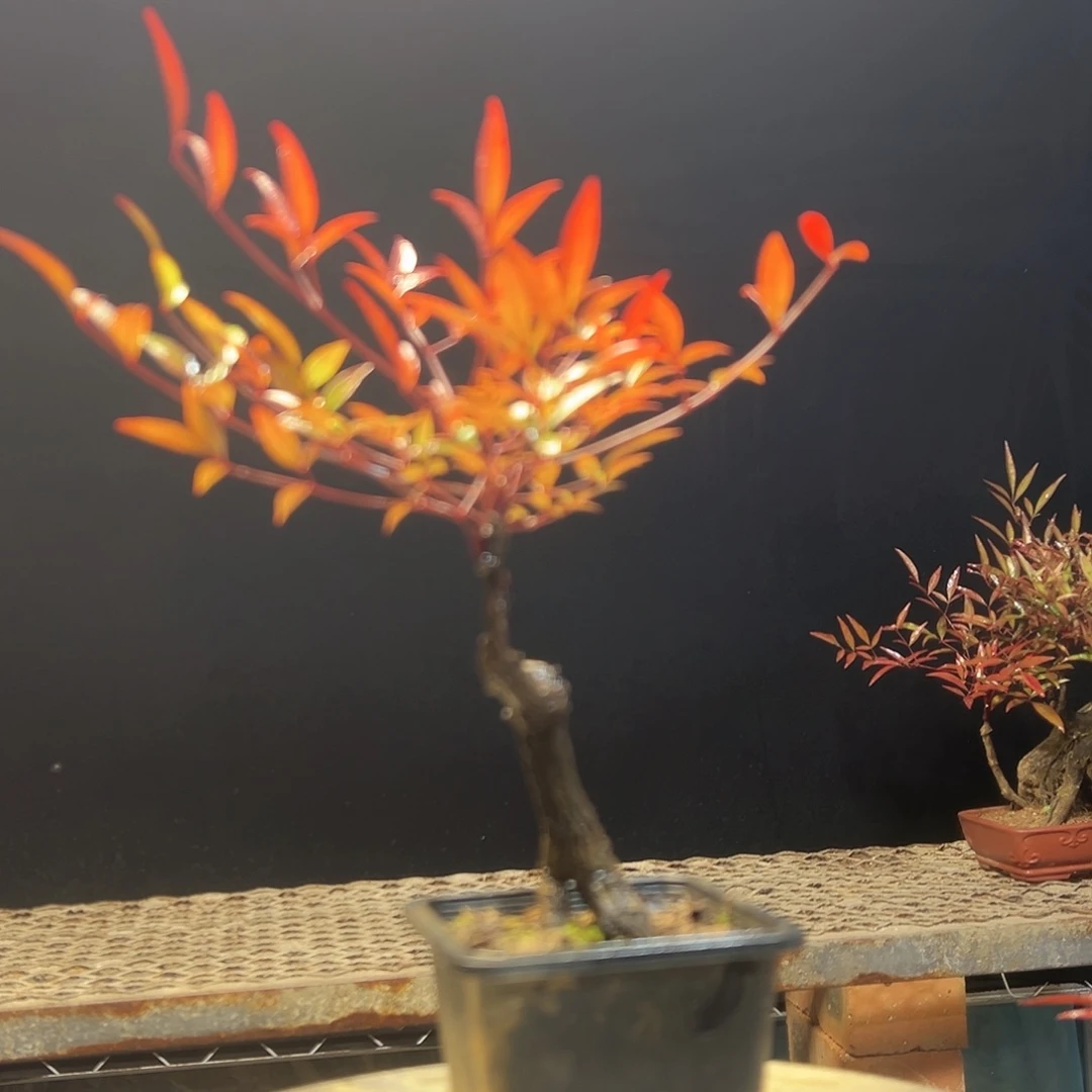 不开花植物000000003