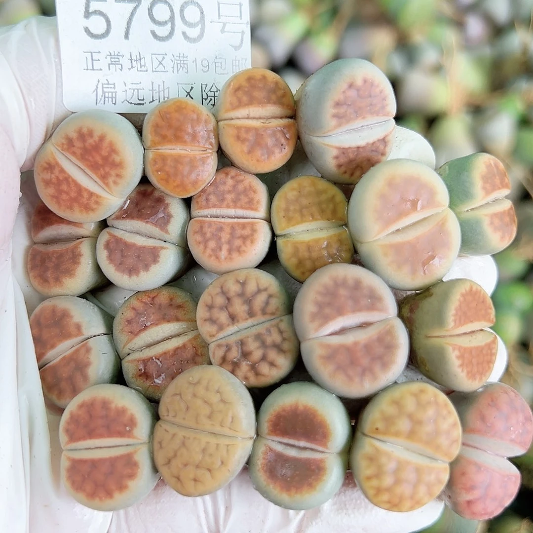 5799 好养易活生石花大母本20个1.5cm左右