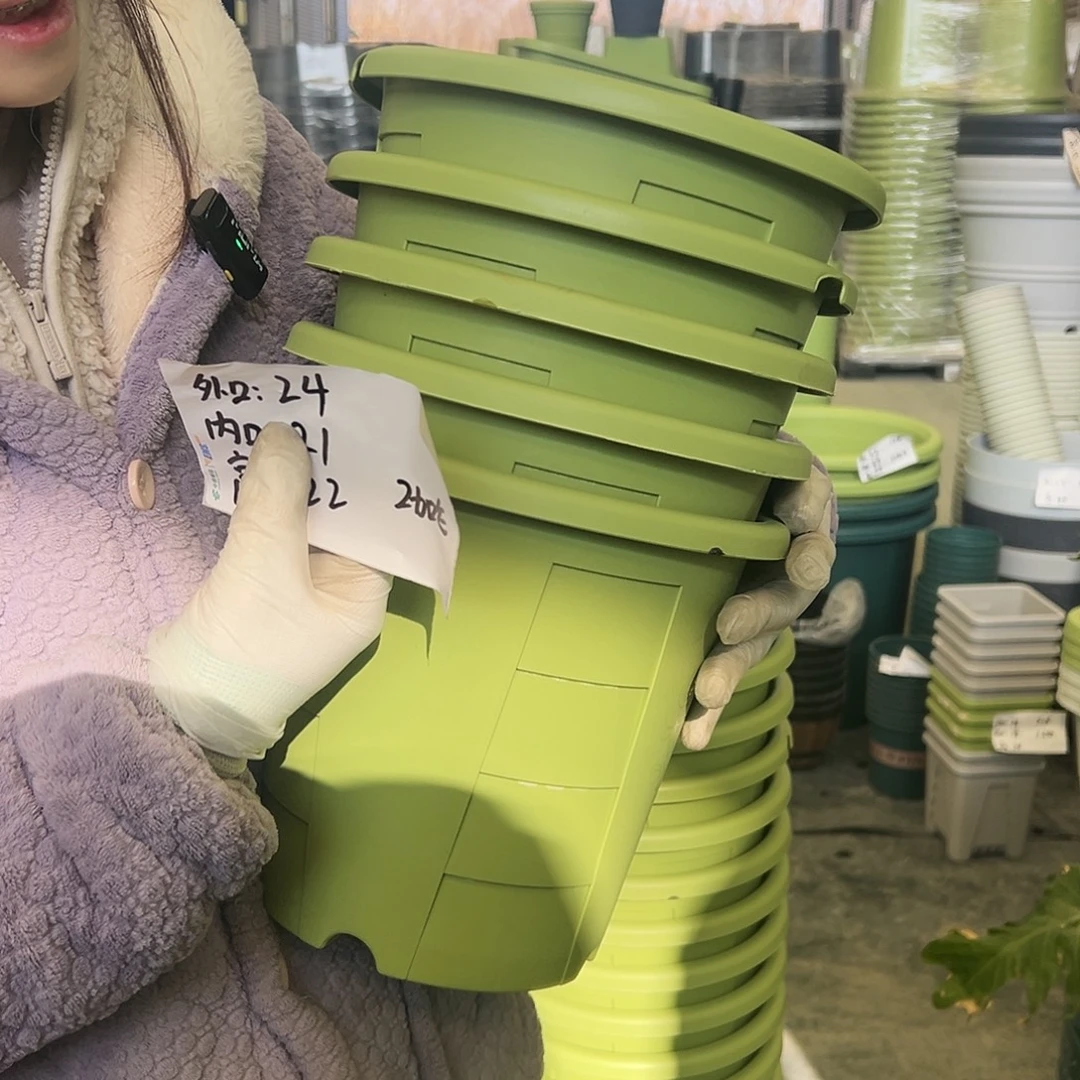 玫瑰盆240#果绿5个无托