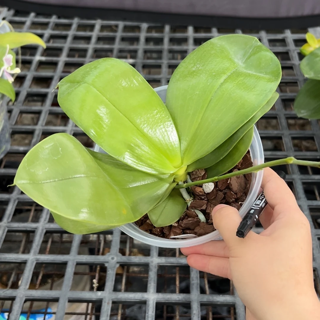 完全开放林登斑马823