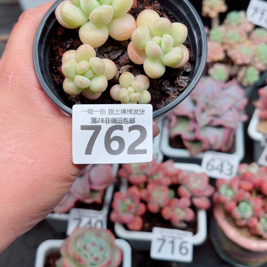 萤火虫奶整群多肉多