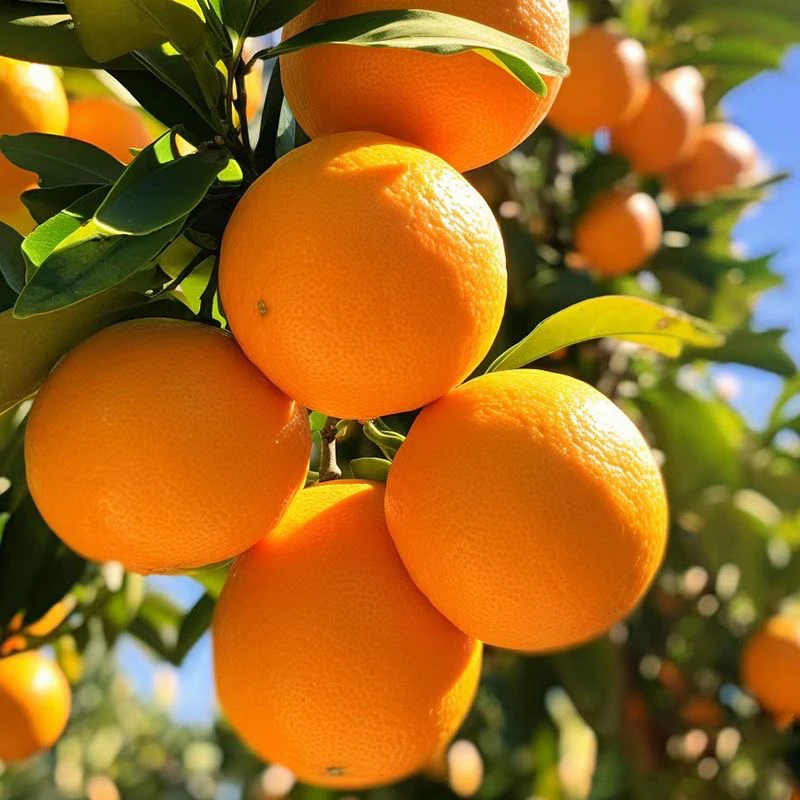 农家产出纽荷尔脐橙