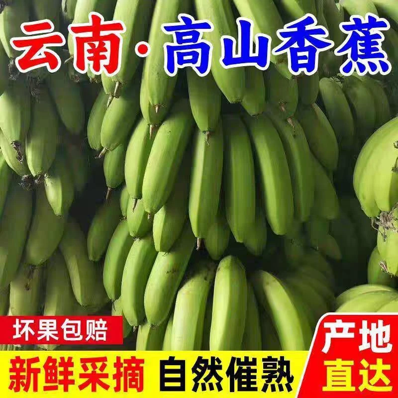 正宗云南高山香蕉新鲜应季水果自行催熟绿皮发货