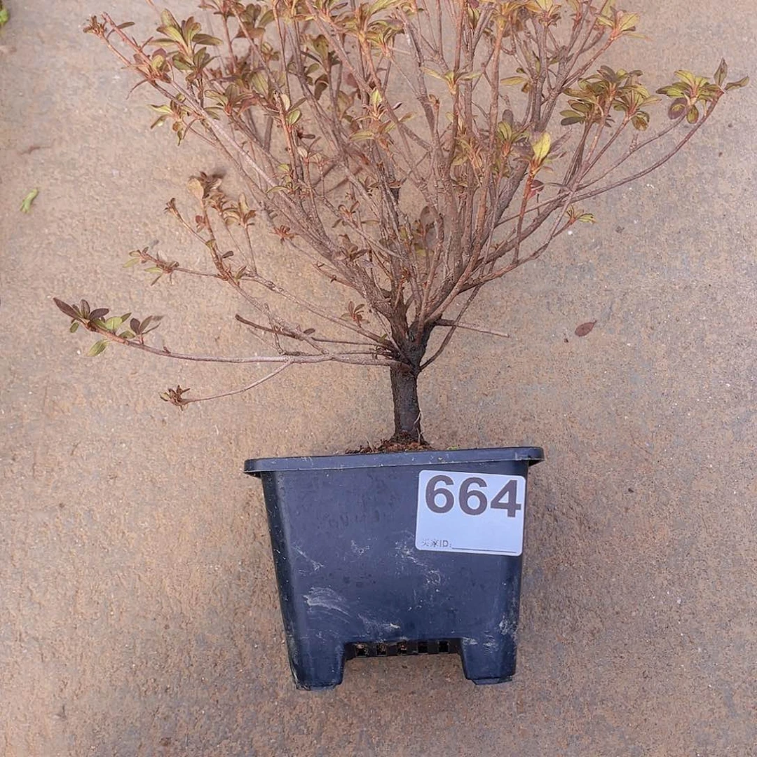 红陶直播时间一直一个