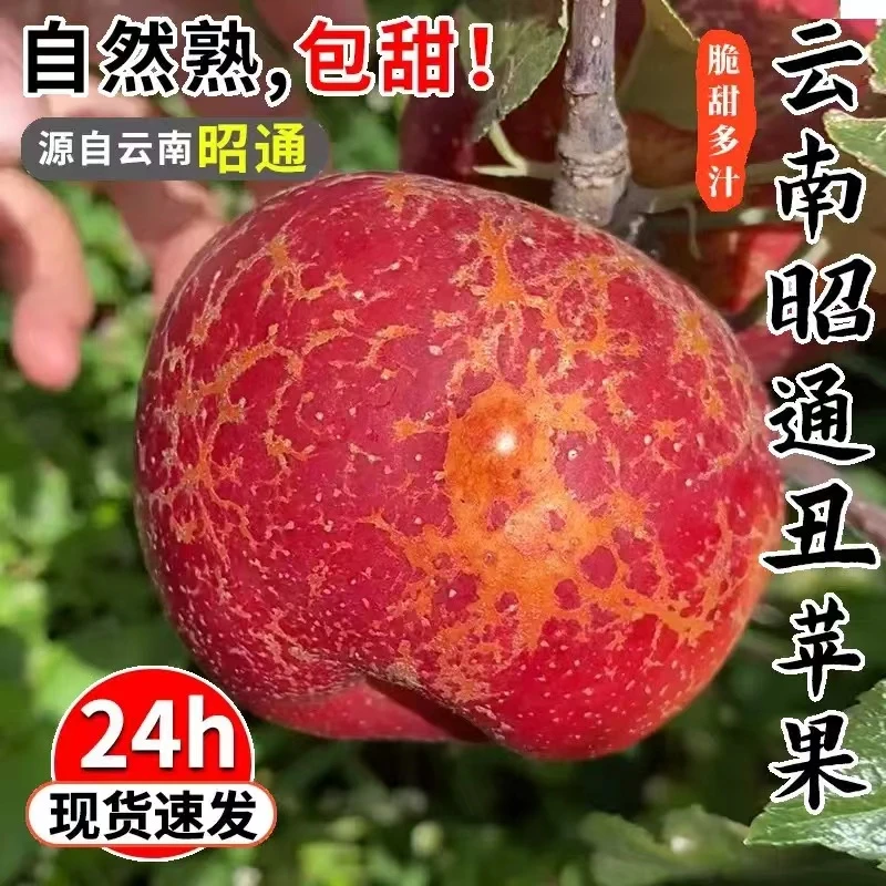 云南昭通冰糖心丑苹果新鲜现摘脆甜多汁产地直发包邮