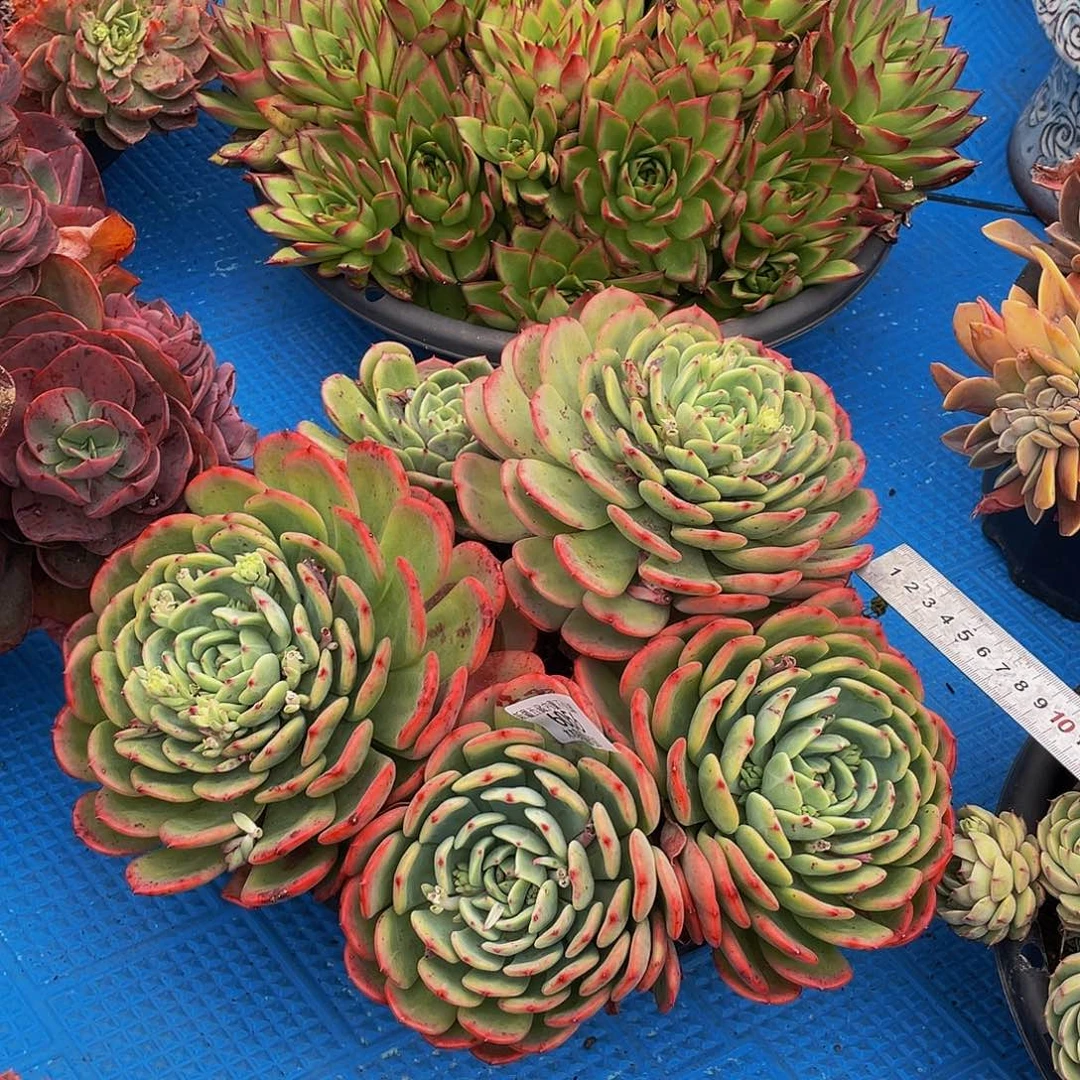 米****?6056三文鱼多肉