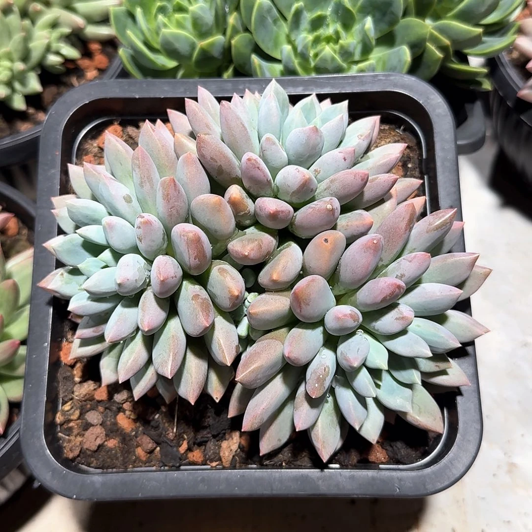 蓝精灵整无砍群生18公分