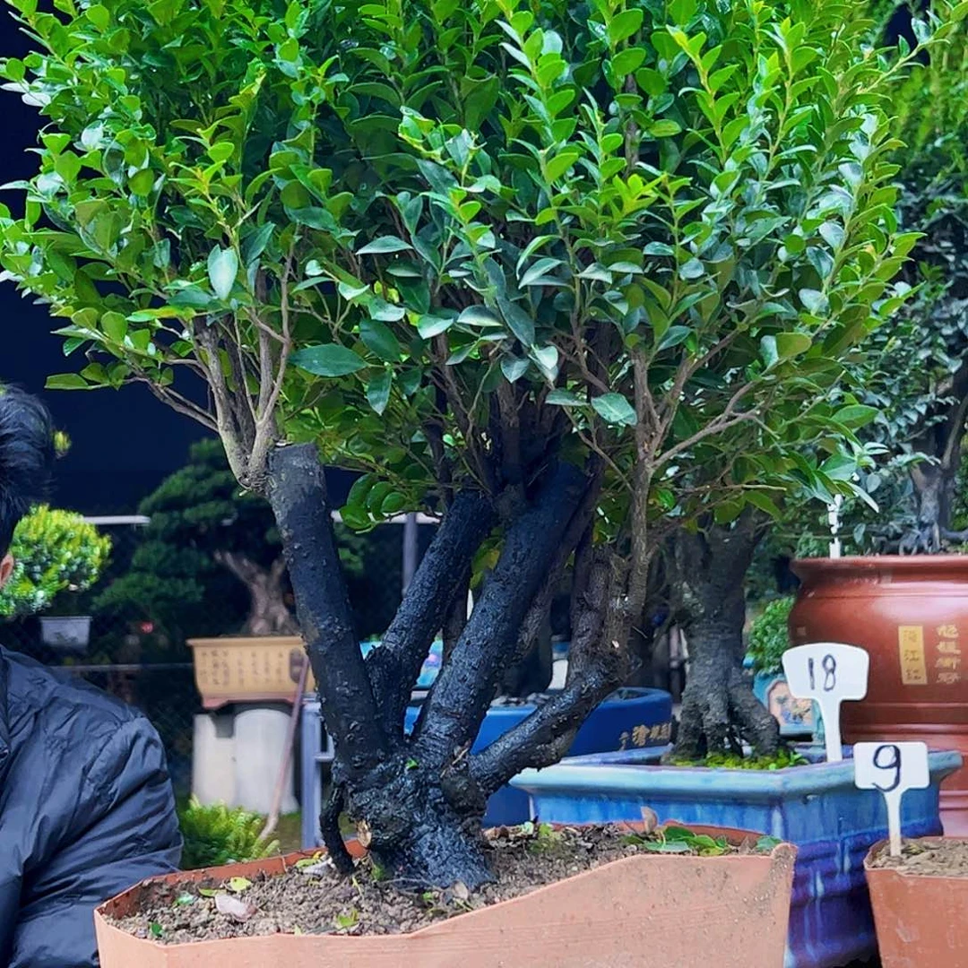 以实际为准竹*12345678