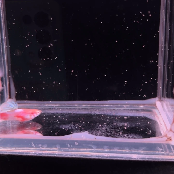 孔雀鱼法兰星白子1对