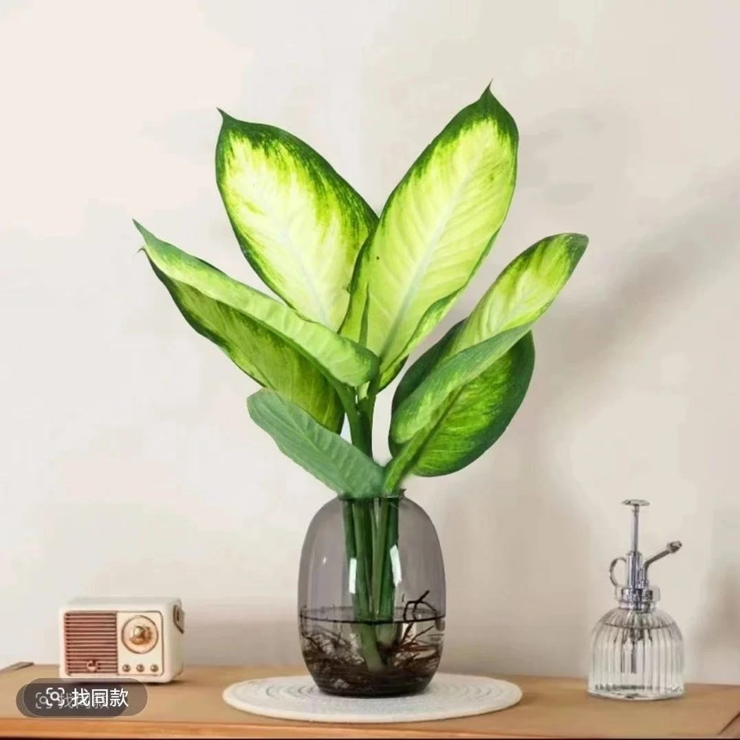 【水培新宠】玛丽安万年青粉黛水培办公室桌面高颜值清新绿植