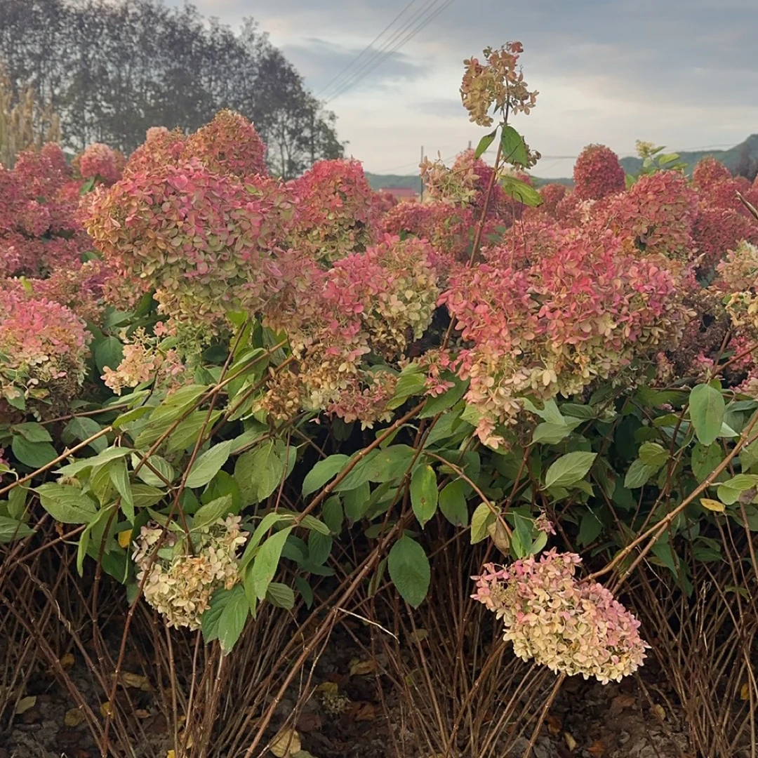 大花圆锥绣球石楠花、十一特惠、修剪发货粉红豹