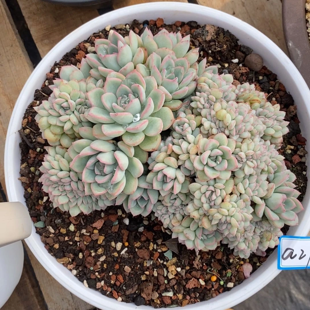 用****5福利凤凰缀a21