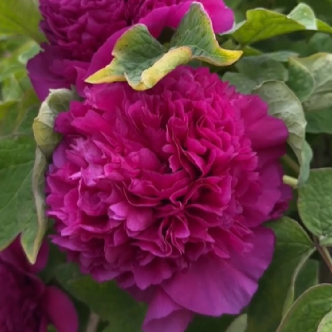 【首案红】先发肥料，秋季发苗，国色芳华同款，菏泽基地直发