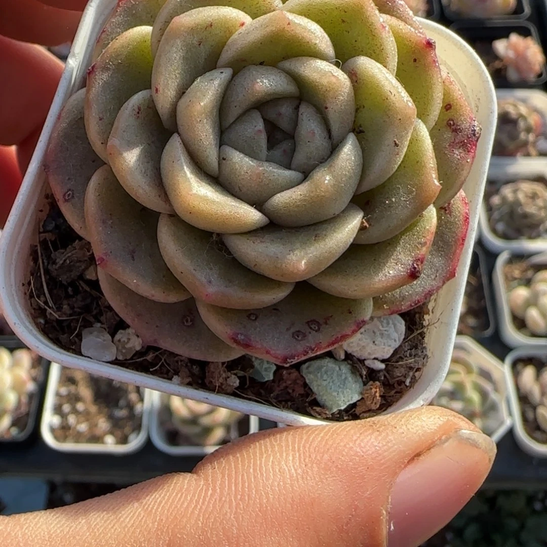 多肉小卡拉米糖心一物一拍