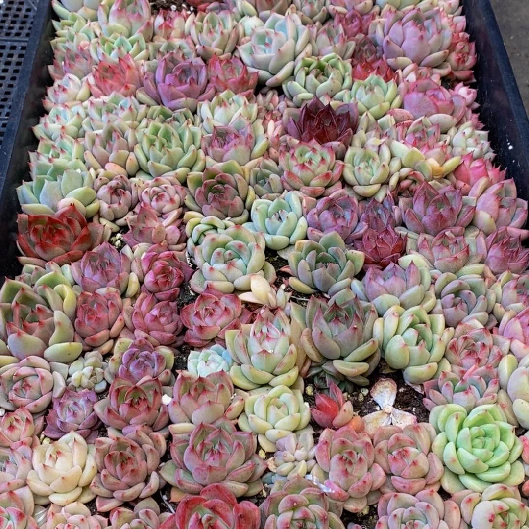 0*。750的人在一起了，