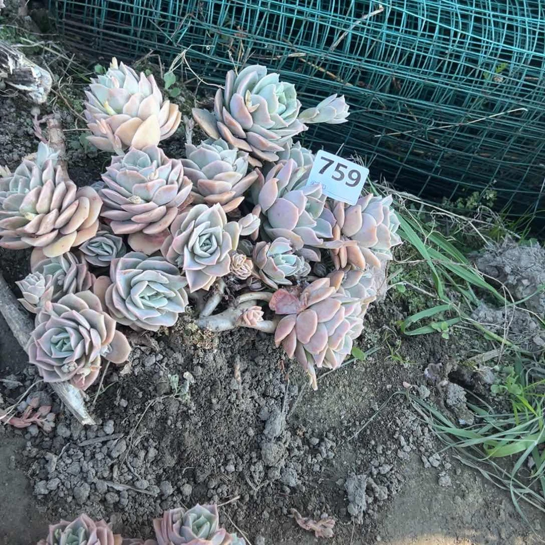 知**乐759可爱玫瑰