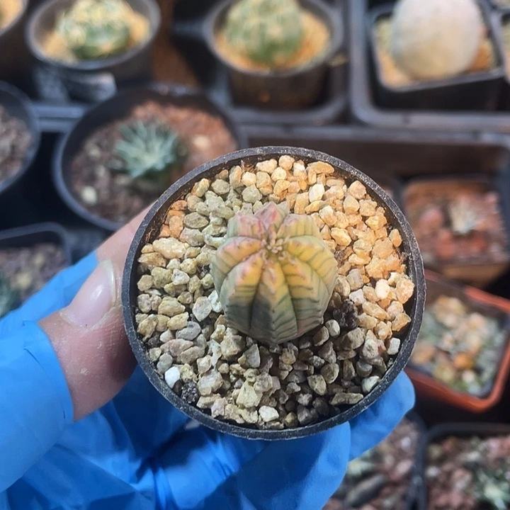 233布纹球自然锦仙人球