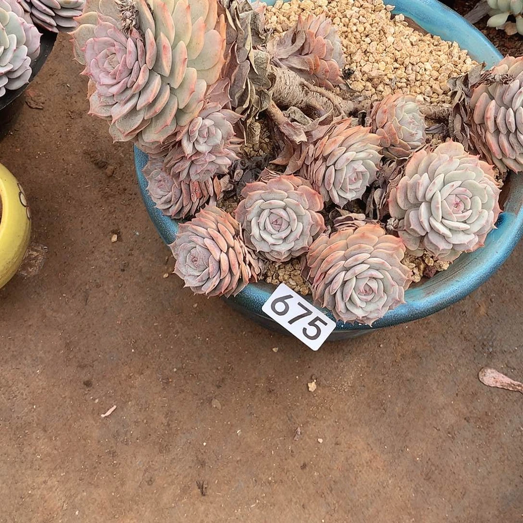 675 一物一拍多肉