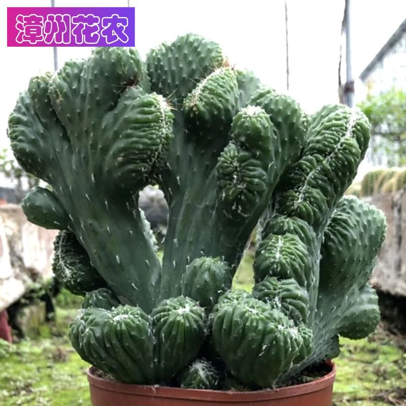 超大山影五指山仙人掌多肉植物室内外桌面花卉盆栽好养绿植盆景