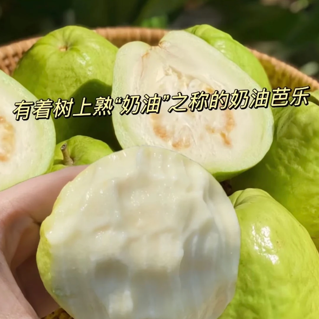 双拼芭乐 4-6颗 顺丰包邮