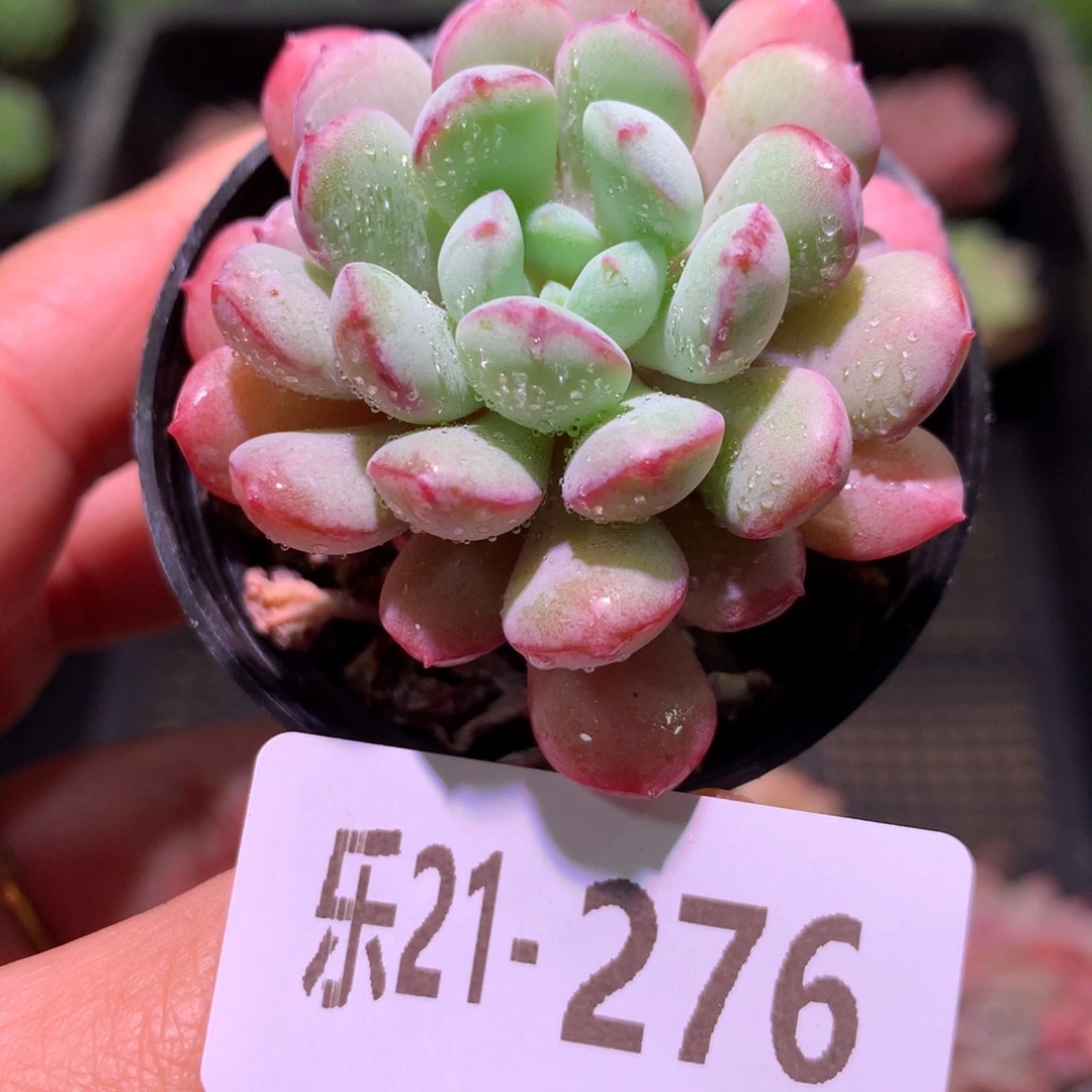 乐然21-276 珍珠豆