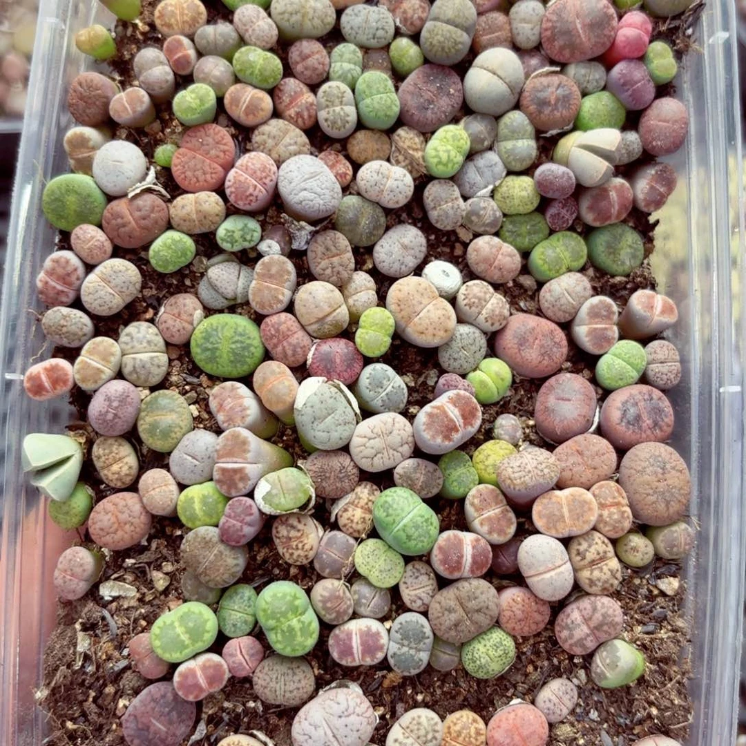6135—生石花 生石花