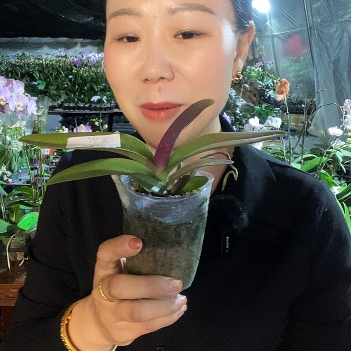 无花朵刘氏樱花蝴蝶兰