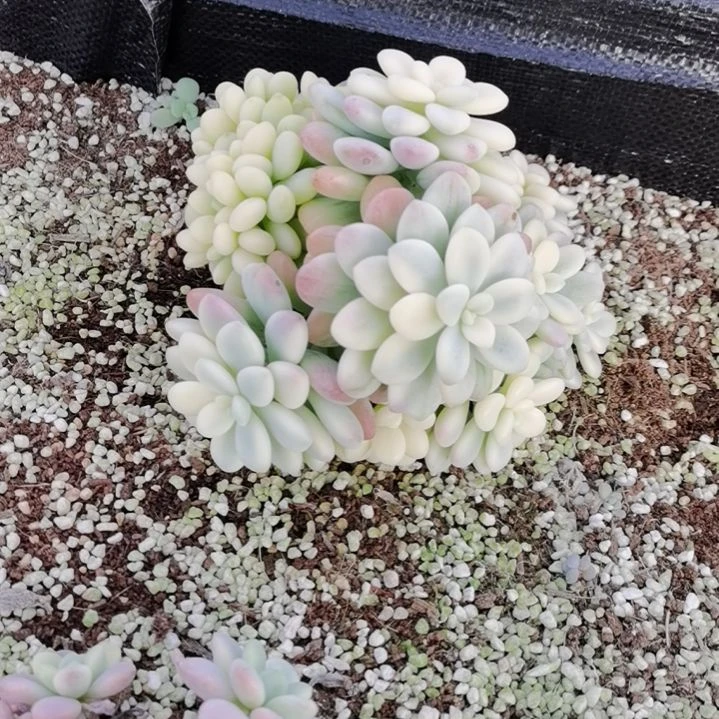 洛神白覆轮锦群掰下来发（有砍）