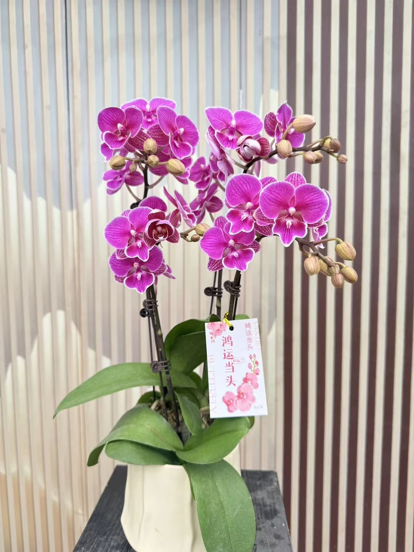 组盆装【红豆】高品质蝴蝶兰 带花带苞发货 6-7个月花期