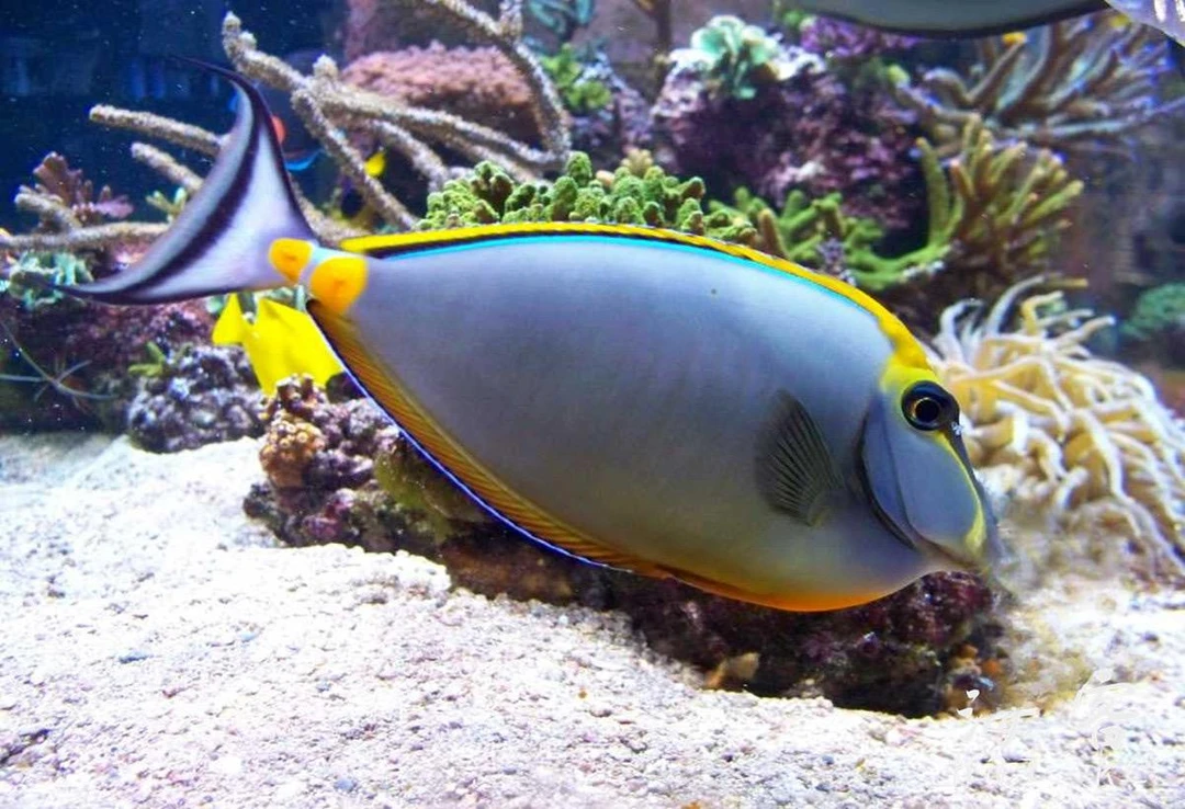 金毛吊海水观赏鱼已检疫健康活泼默认顺丰