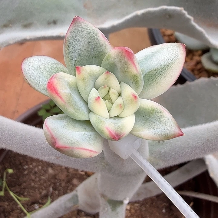 迦蓝锦腹轮锦一颗