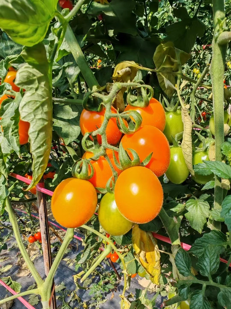 （当天现摘）广东包邮爽甜黄金圣女果小番茄纯天然无农药