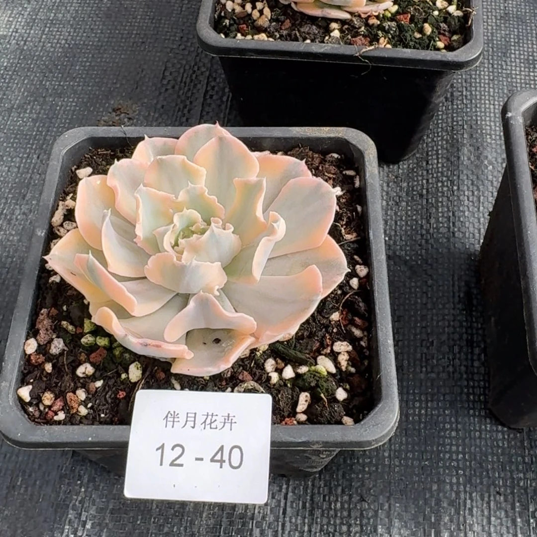 利比里亚锦一颗量拍12-40