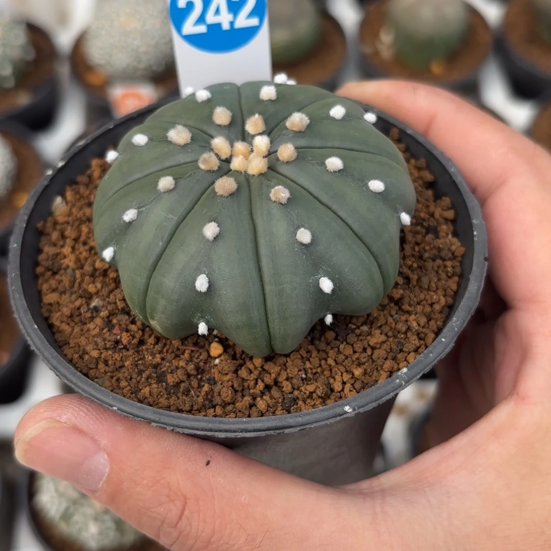 242实生琉璃海星兜带盆带土